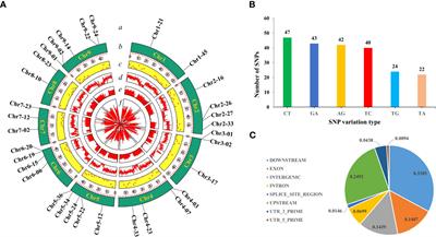 Construction of SNP fingerprints and genetic diversity analysis of radish (Raphanus sativus L.)